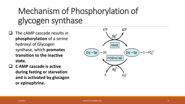 Regulation of glycogen metabolism | PPTX | Endocrine and Metabolic ...