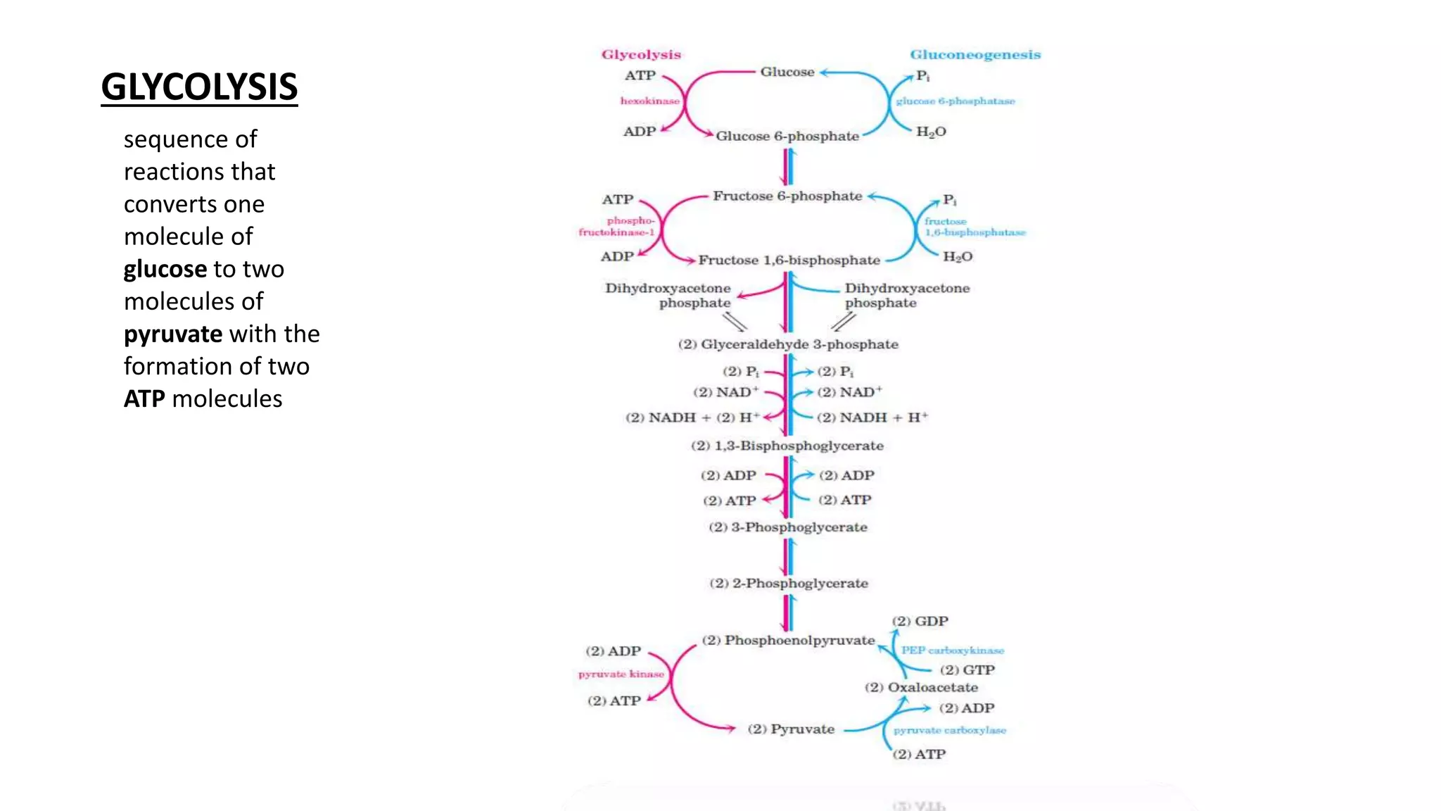 Regulation of glycolysis and gluconeogenesis | PPTX