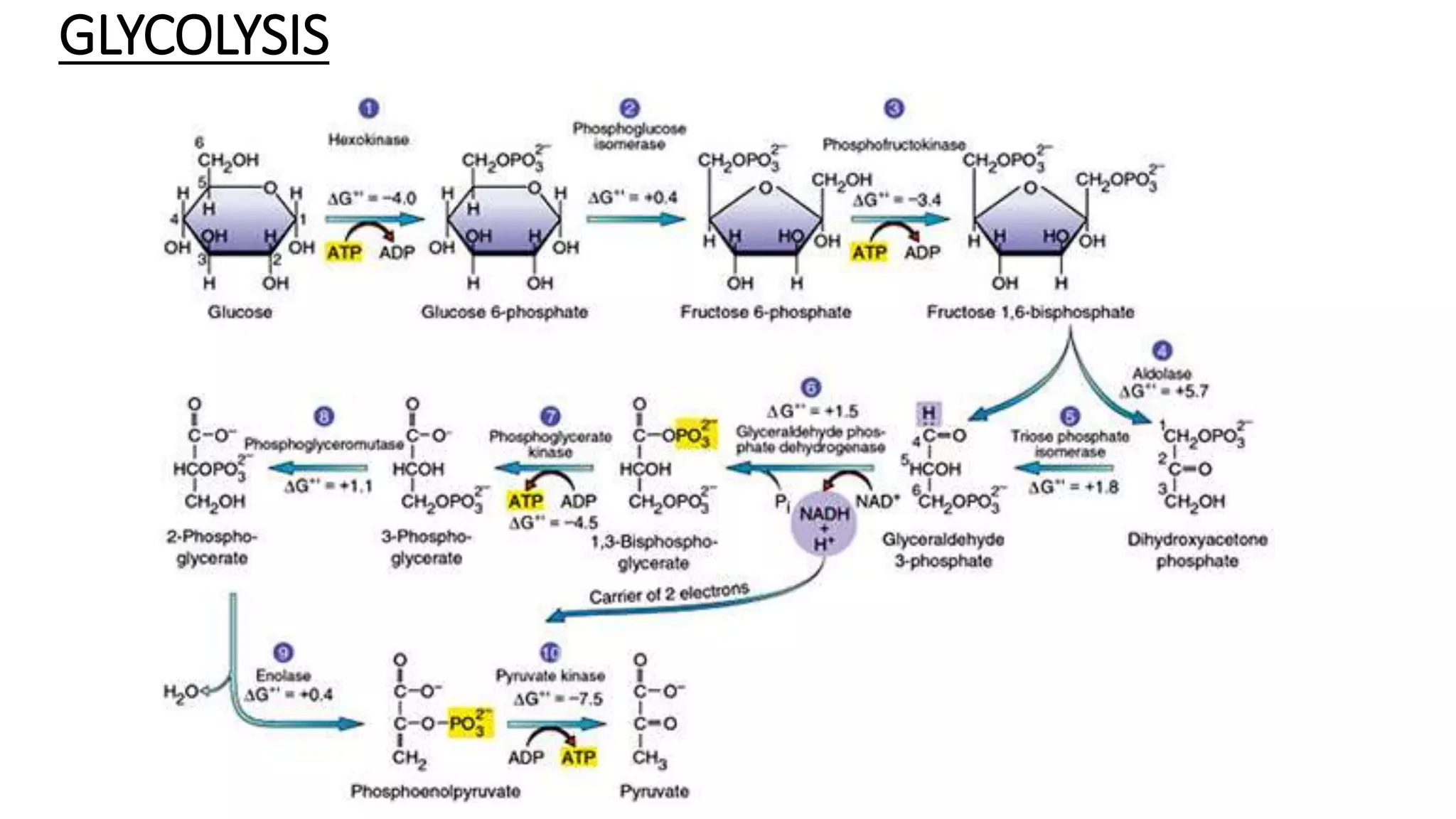 Regulation of glycolysis and gluconeogenesis | PPTX