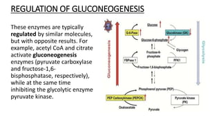 Regulation of glycolysis and gluconeogenesis | PPTX