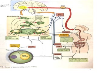 Regulation of growth and body mass | PPTX