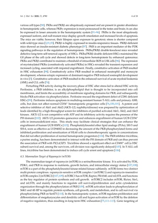 Regulation of Hematopoietic Stem Cell Fate and Malignancy During Aging ...