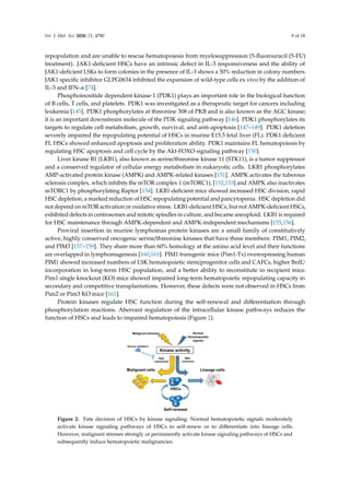 Regulation of Hematopoietic Stem Cell Fate and Malignancy During Aging ...