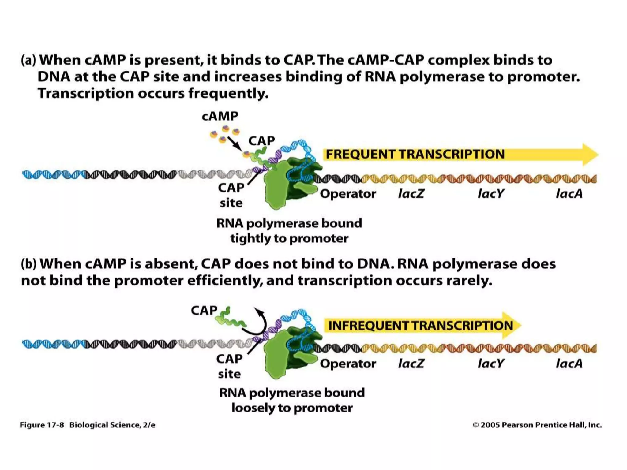 Regulation of lac operon positive nd negative | PPTX