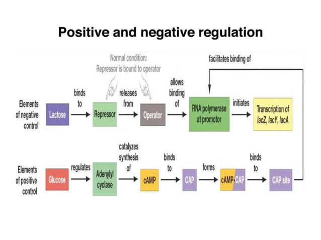 Regulation of lac operon positive nd negative | PPTX