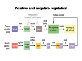 Regulation of lac operon positive nd negative | PPT