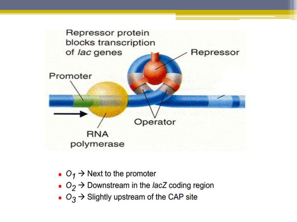 Regulation of lac operon positive nd negative