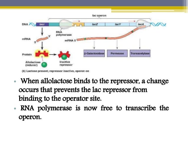 Regulation of lac operon positive nd negative