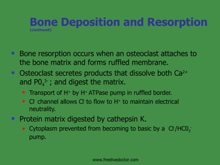 Regulation Of Metabolism | PPT