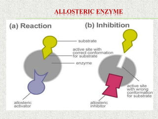 REGULATION OF METABOLISM IN PLANTS AND THE DIFFERENT MECHANISMS | PDF