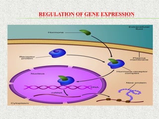 REGULATION OF METABOLISM IN PLANTS AND THE DIFFERENT MECHANISMS | PDF