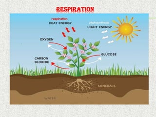 REGULATION OF METABOLISM IN PLANTS AND THE DIFFERENT MECHANISMS | PDF