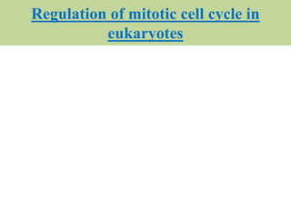 Regulation of mitotic cell cycle in
eukaryotes
 