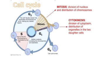 Regulation of mitotic cell cycle in eukaryotes | PPTX