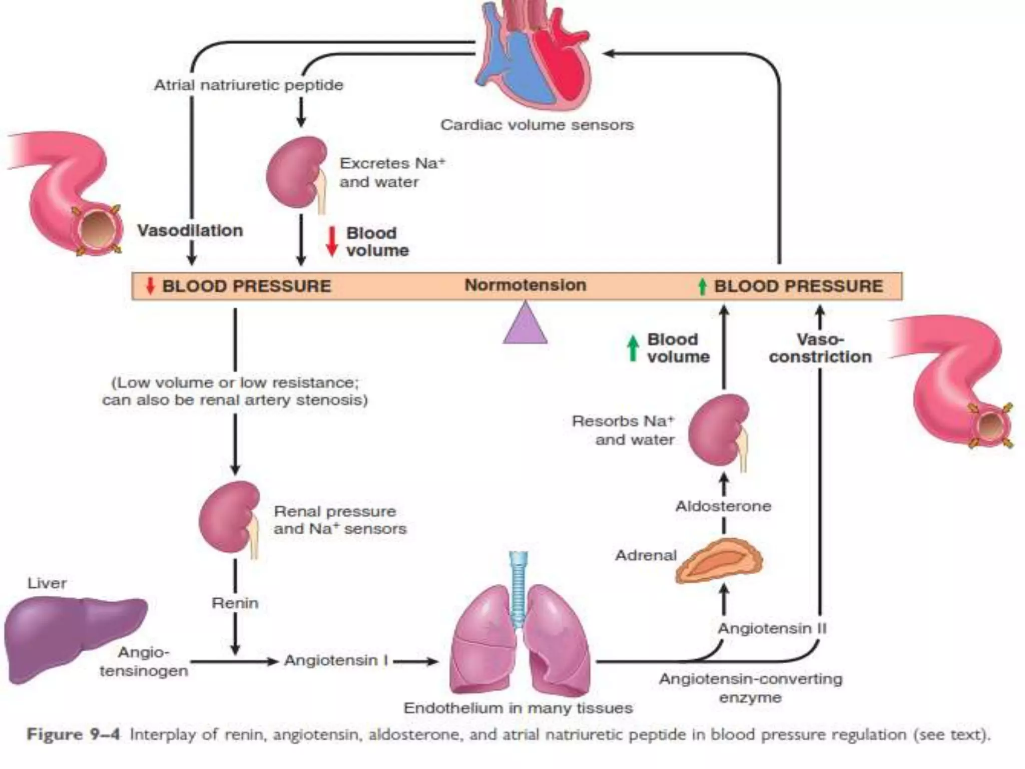 Regulation of normal blood pressure | PPTX