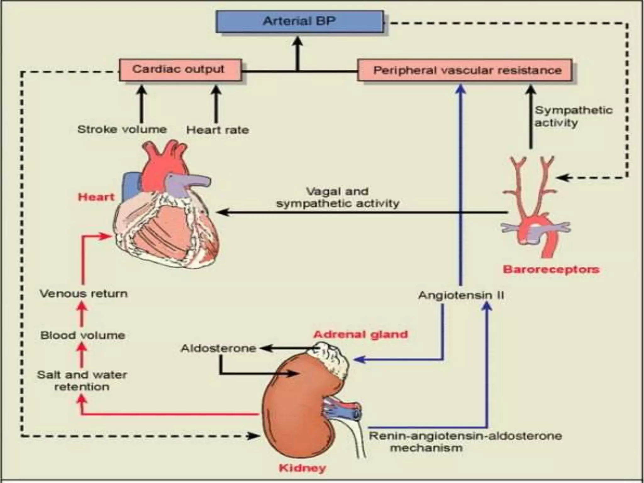 Example Bp Regulation Regulation of normal blood pressure | PPTX