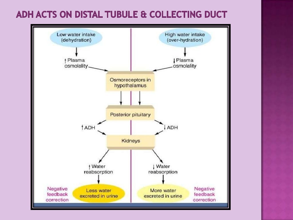 Regulation of osmolarity