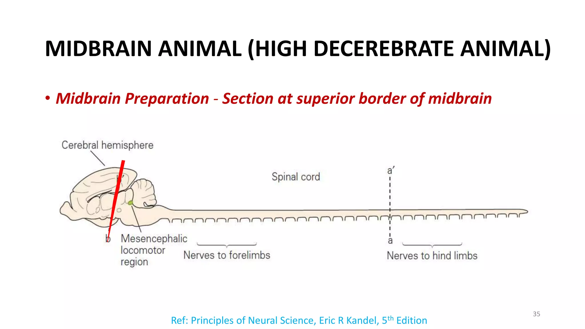 REGULATION OF POSTURE.pptx