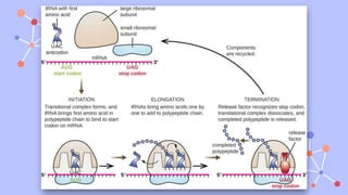 REGULATION OF PROTEIN SYNTHESIS IN RIBOSOMES.pptx
