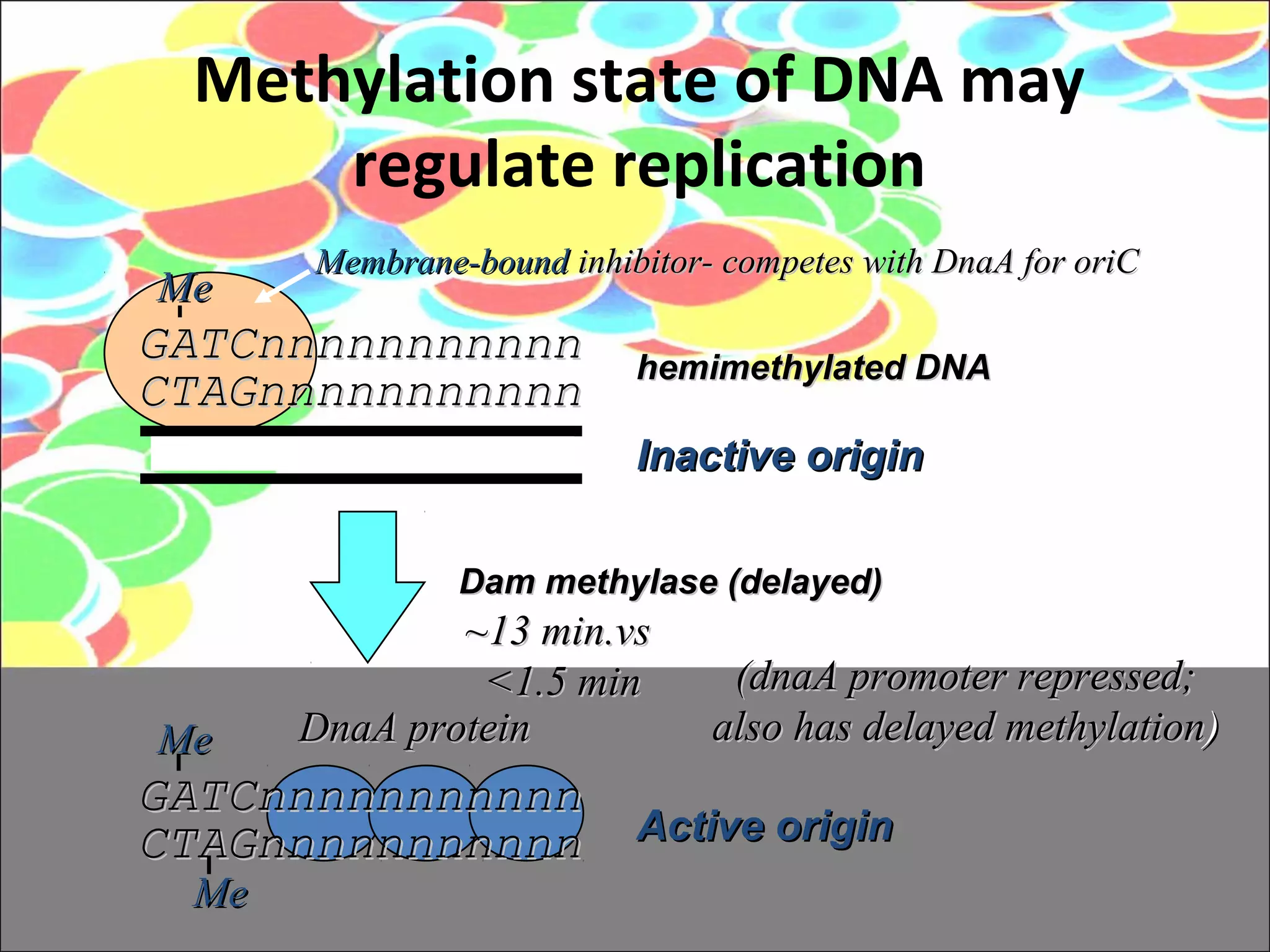Replication Inhibitors Regulation of DNA replication | PPT