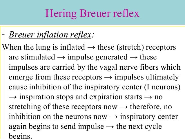 Regulation Of Respiration
