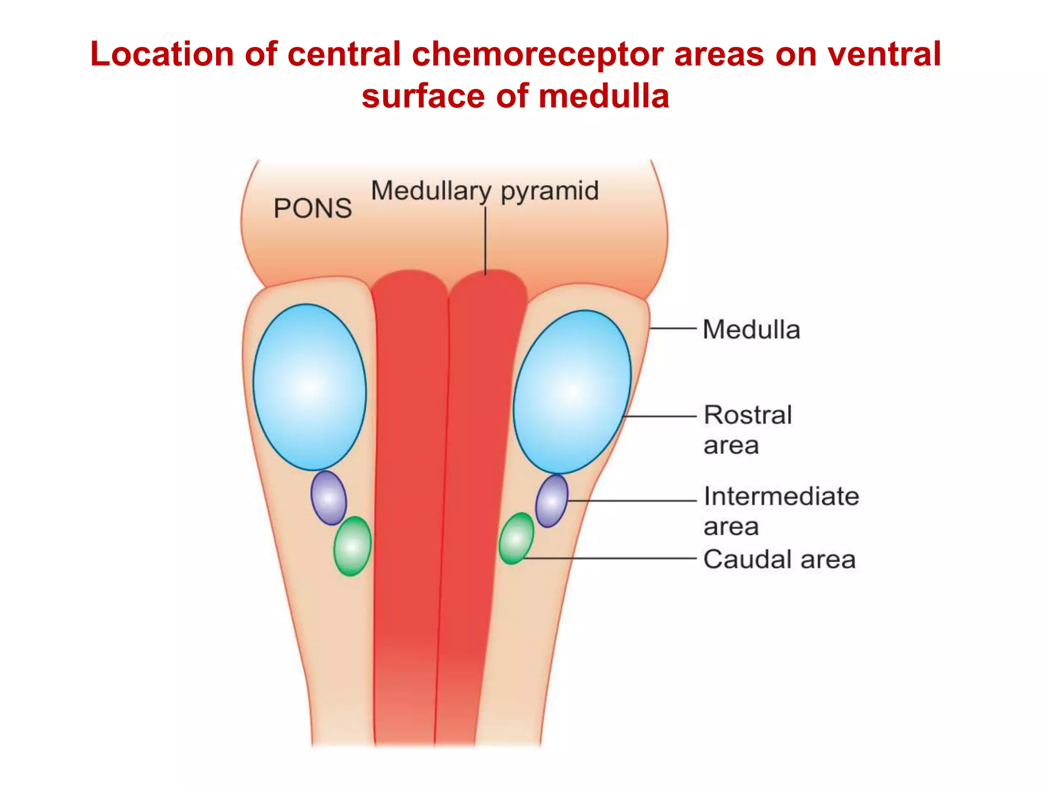 Location of central chemoreceptor areas on ventral
surface of medulla
 