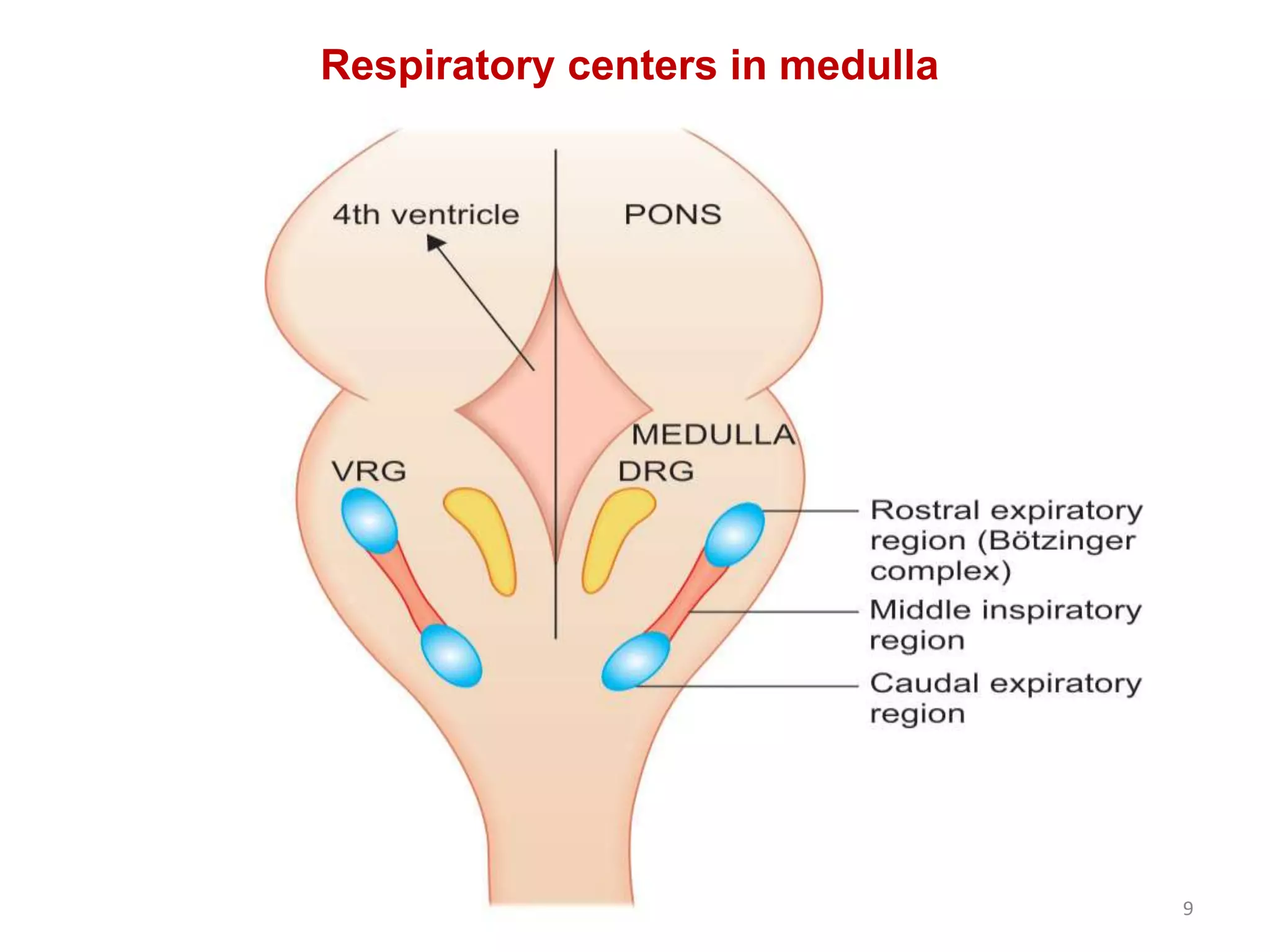 9
Respiratory centers in medulla
 
