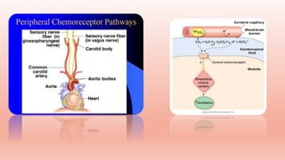Regulation of respiration.pptx