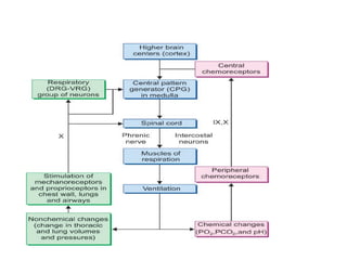 REGULATION OF RESPIRATION and under.pptx