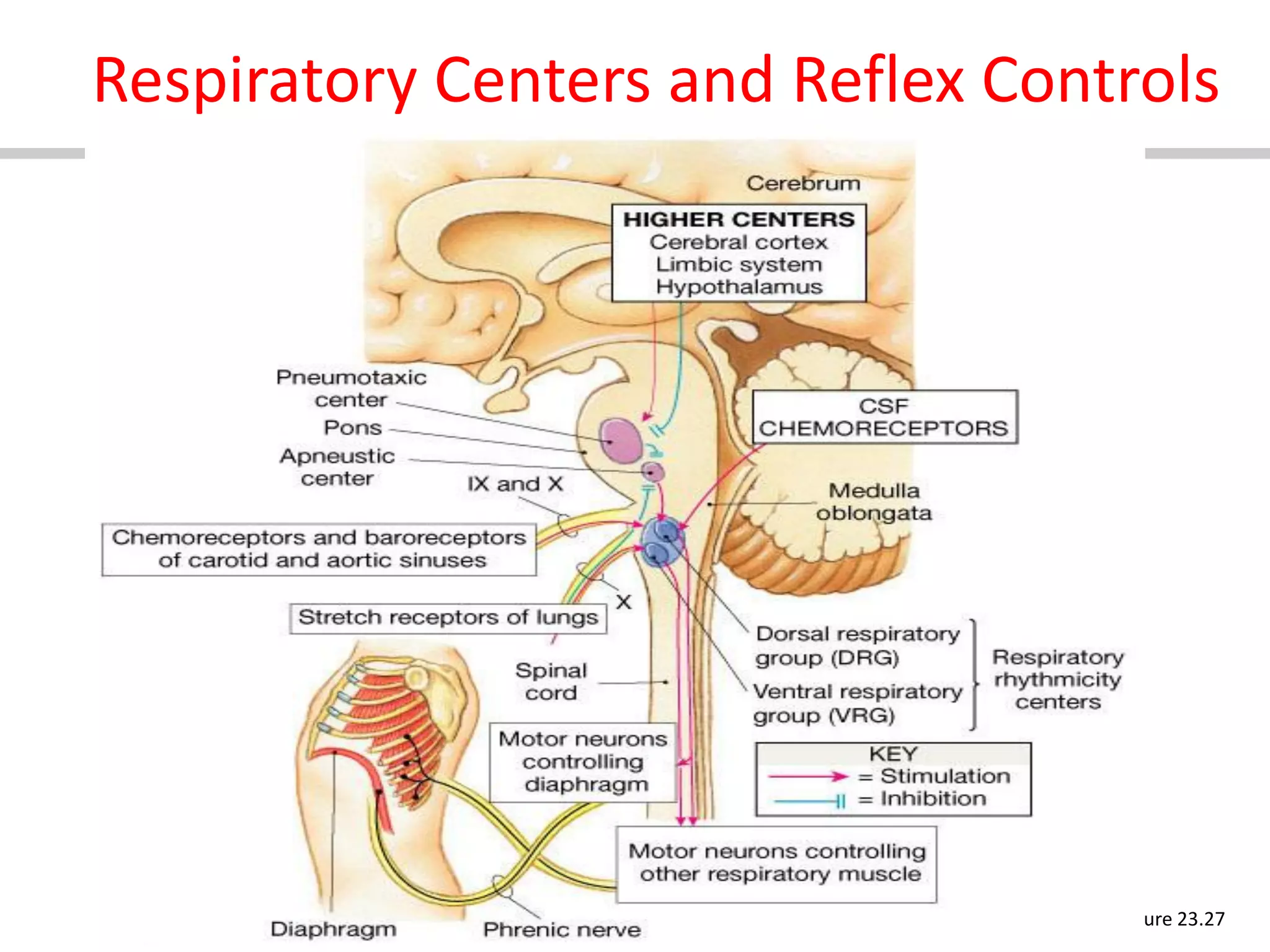 Regulation of respiration ap-converted | PDF