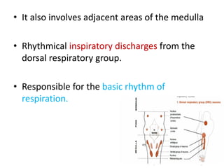• It also involves adjacent areas of the medulla
• Rhythmical inspiratory discharges from the
dorsal respiratory group.
• Responsible for the basic rhythm of
respiration.
 