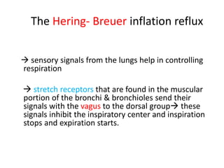 The Hering- Breuer inflation reflux
→ sensory signals from the lungs help in controlling
respiration
→ stretch receptors that are found in the muscular
portion of the bronchi & bronchioles send their
signals with the vagus to the dorsal group→ these
signals inhibit the inspiratory center and inspiration
stops and expiration starts.
 