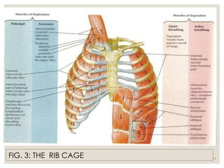 REGULATION OF RESPIRATION lecture note 200L [Autosaved]-1-1.ppt