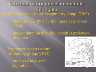 8
2. Rhythmic Ventilation (Inspiratory Off Switch)
• Starting inspiration
– Medullary respiratory center neurons are
conti...