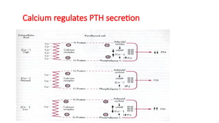 REGULATION OF SECRETION & FUNCTION OF PARATHYROID HORMONE & BONE ...