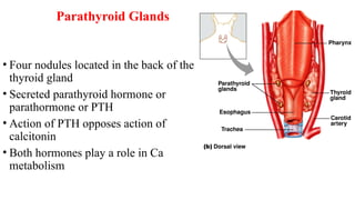 REGULATION OF SECRETION & FUNCTION OF PARATHYROID HORMONE & BONE ...