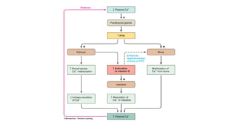 REGULATION OF SECRETION & FUNCTION OF PARATHYROID HORMONE & BONE ...