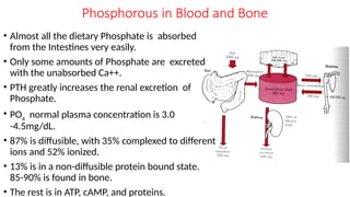 REGULATION OF SECRETION & FUNCTION OF PARATHYROID HORMONE & BONE ...