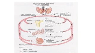 REGULATION OF SECRETION & FUNCTION OF PARATHYROID HORMONE & BONE ...