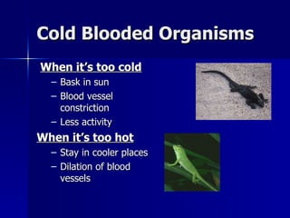 Cold Blooded Organisms When it’s too cold Bask in sun Blood vessel constriction Less activity When it’s too hot Stay in cooler places Dilation of blood vessels 