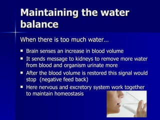 Maintaining the water balance When there is too much water… Brain senses an increase in blood volume It sends message to kidneys to remove more water from blood and organism urinate more After the blood volume is restored this signal would stop  (negative feed back) Here nervous and excretory system work together to maintain homeostasis 