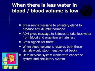 When there is less water in blood / blood volume is low Brain sends message to pituatary gland to produce anti diuretic hormone ADH gives message to kidneys to take less water from blood and organism urinate less  Brain signals for thirst When blood volume is restores both these signals would stop( negative fed back) Here nervous system works with endocrine system and circulatory system  