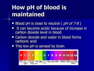 How pH of blood is maintained Blood pH is close to neutral (  pH of 7-8  ) It can become acidic because of increase in carbon dioxide level in blood Carbon dioxide and water in blood forms carbonic acid This low pH is sensed by brain 