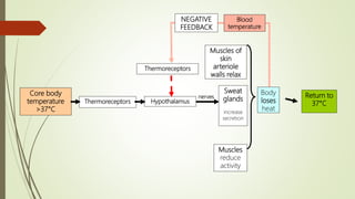 Temperature Stimuli Regulation of temperature of Human body | PPTX