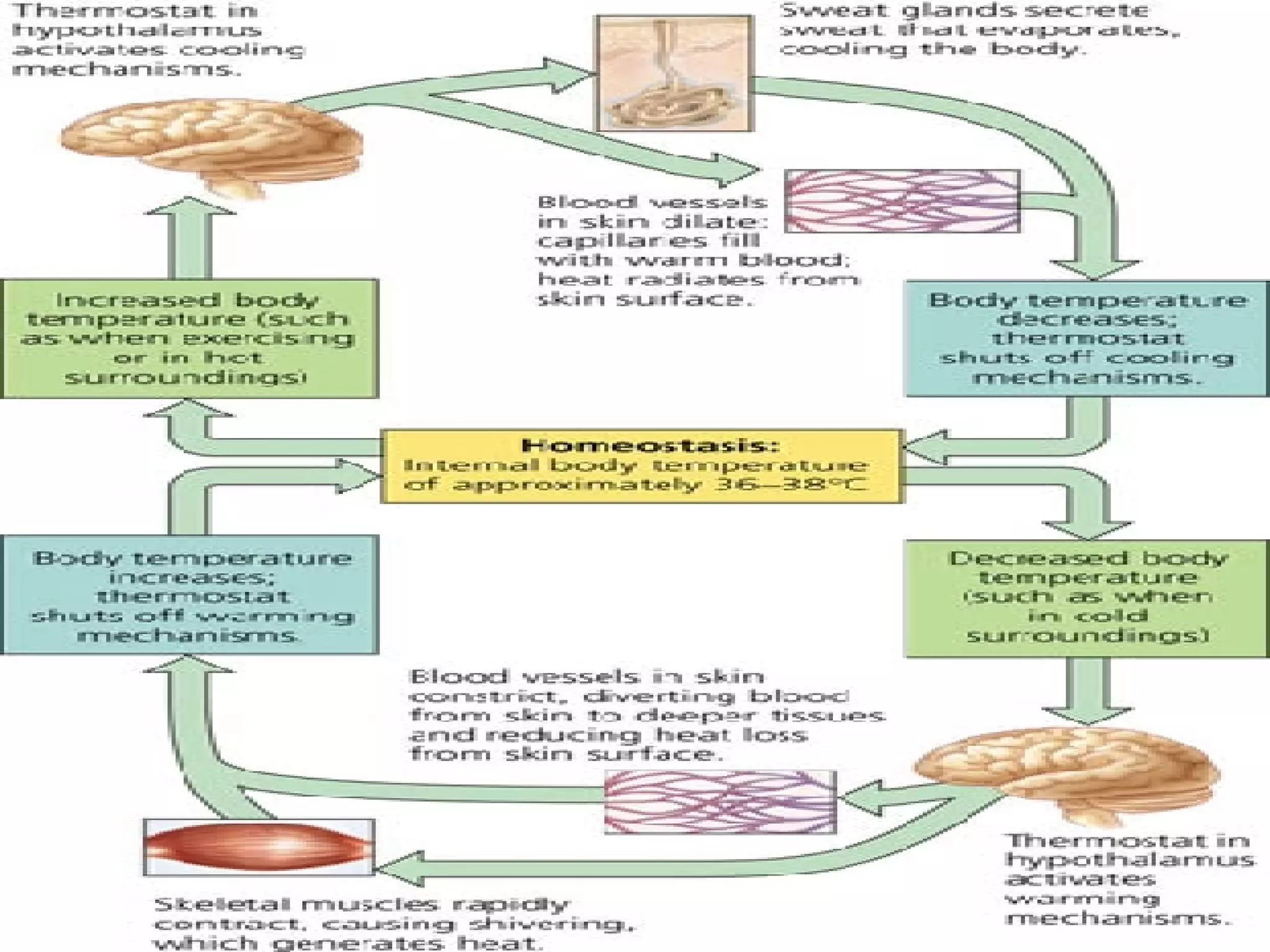 Regulation+Of+The+Internal+Environment+Presentation+Final | PPT