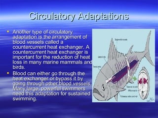 Circulatory Adaptations Another type of circulatory adaptation is the arrangement of blood vessels called a countercurrent heat exchanger. A countercurrent heat exchanger is important for the reduction of heat loss in many marine mammals and birds.  Blood can either go through the heat exchanger or bypass it by going through other blood vessels. Many large, powerful swimmers need this adaptation for sustained swimming. 