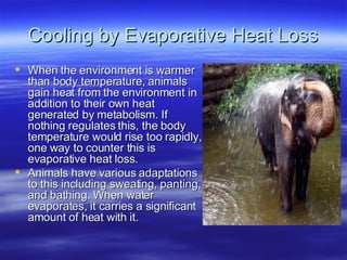 Cooling by Evaporative Heat Loss When the environment is warmer than body temperature, animals gain heat from the environment in addition to their own heat generated by metabolism. If nothing regulates this, the body temperature would rise too rapidly, one way to counter this is evaporative heat loss.  Animals have various adaptations to this including sweating, panting, and bathing. When water evaporates, it carries a significant amount of heat with it. 