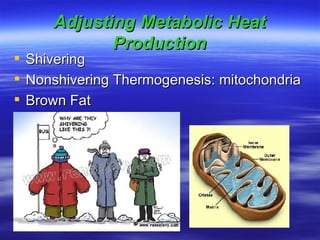 Adjusting Metabolic Heat Production Shivering Nonshivering Thermogenesis: mitochondria Brown Fat 