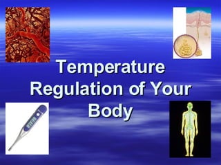 Temperature Regulation of Your Body 