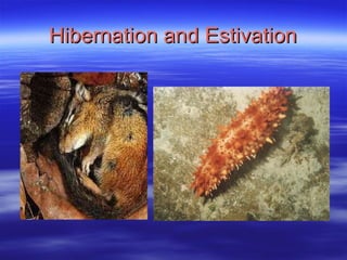 Hibernation and Estivation 